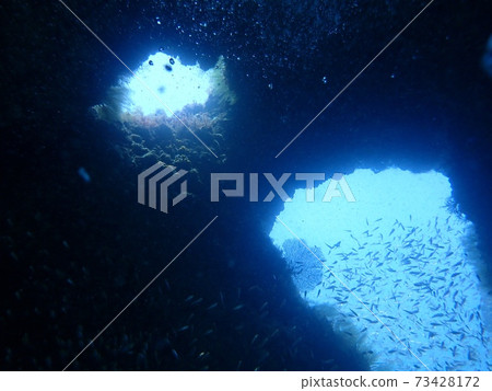 Nukemichi of the sea 73428172
