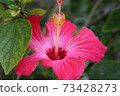 Hibiscus flowers I saw in Okinawa 73428273