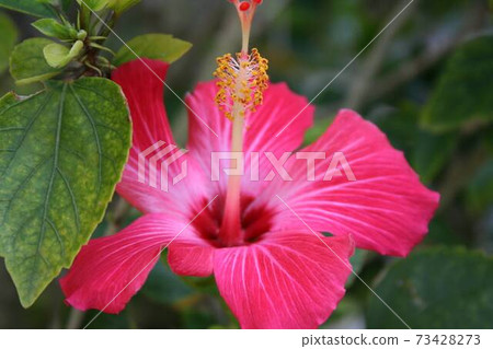Hibiscus flowers I saw in Okinawa 73428273