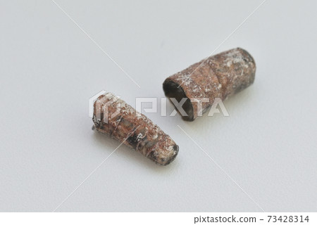 The fossil of the Umi lily The fossil of the Umi lily 73428314