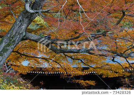 Autumn leaves of Fumonji Temple 73428326