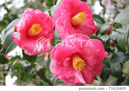 * Camellia * Camellia * Tsubaki * THUBAKI * * Camellia * Camellia * Tsubaki * THUBAKI * 73428405