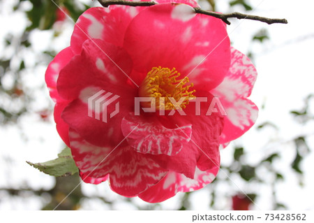 *山茶花*山茶花* Tsubaki * THUBAKI * *山茶花*山茶花* Tsubaki * THUBAKI * 73428562