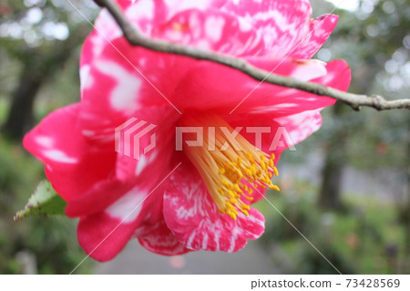 * Camellia * Camellia * Tsubaki * THUBAKI * 73428569