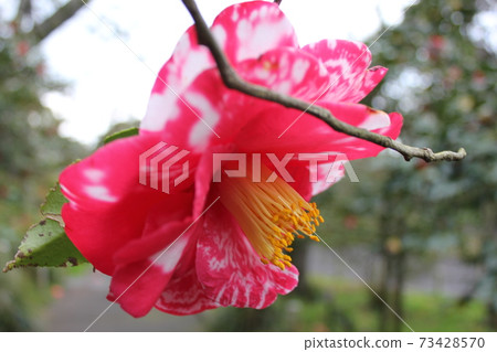 * Camellia * Camellia * Tsubaki * THUBAKI * 73428570