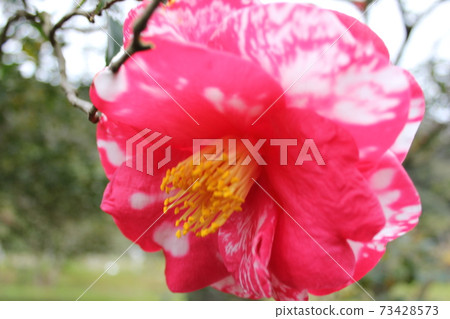 *山茶花*山茶花* Tsubaki * THUBAKI * 73428573