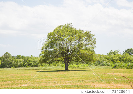 Landscape with Harnile trees 73428644