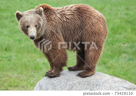 Brown bear in the nature  73429110