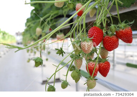 Strawberry of house cultivation 73429304