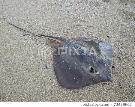 Be careful of sandy beaches! Stingray 73429662