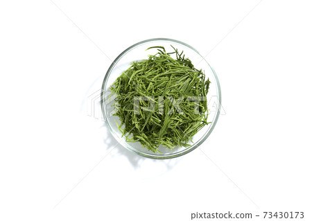 acacia pennata or climbing wattle vegetab on white 73430173