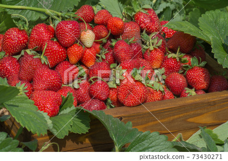 Full fresh strawberry basket. Fields outdoor plantation with strawberries ready for harvest 73430271
