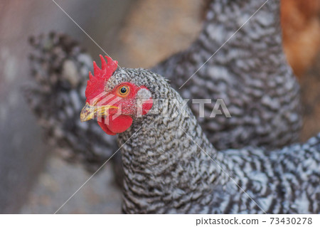 Motley chicken in nature Motley chicken in nature 73430278