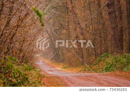 Autumn horizontal beautiful landscape with empty rural road. 73430283