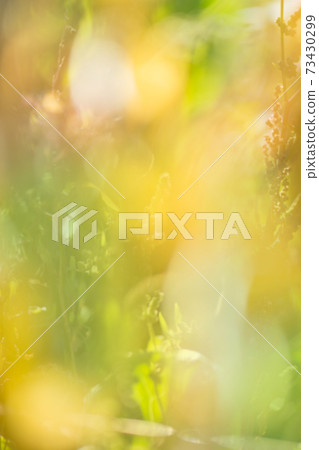 Autumn leaves beautiful nature bokeh forest background Autumn leaves beautiful nature bokeh forest background 73430299