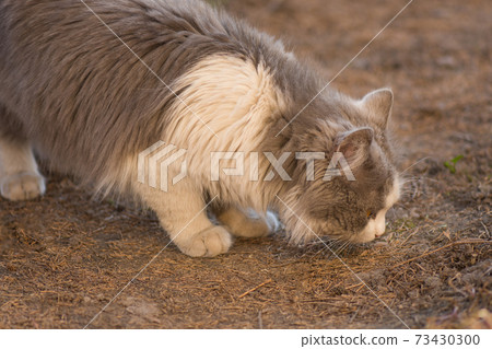 Beautiful cat portrait Beautiful cat portrait 73430300