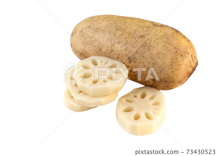 Lotus roots, isolated sliced and whole lotus root on white background, stack sliced lotus roots. 45-degree angle of view. 73430523