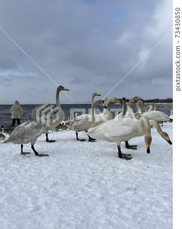 Swan at Shidahama in Lake Inawashiro, Fukushima Prefecture 73430850