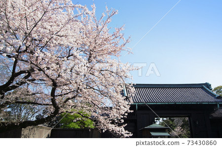 The cherry blossoms in full bloom in the Imperial Palace and the clear sky above the Inui-mon Gate The cherry blossoms in full bloom in the Imperial Palace and the clear sky above the Inui-mon Gate 73430860