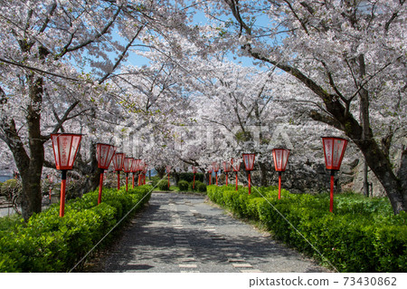 Yoshino cherry tree in Tsuyama City Tsuyama Park, one of the 100 best cherry blossom viewing spots in Okayama Prefecture Yoshino cherry tree in Tsuyama City Tsuyama Park, one of the 100 best cherry blossom viewing spots in Okayama Prefecture 73430862