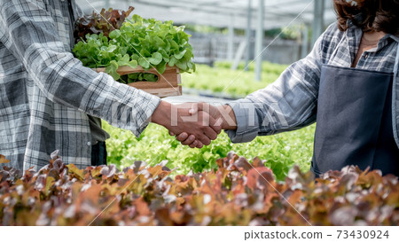 Hands shake after Farmer harvesting vegetable organic salad, lettuce from hydroponic farm to customers 73430924