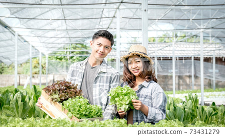 Farmer harvesting vegetable organic salad, lettuce from hydroponic farm for customers Farmer harvesting vegetable organic salad, lettuce from hydroponic farm for customers 73431279