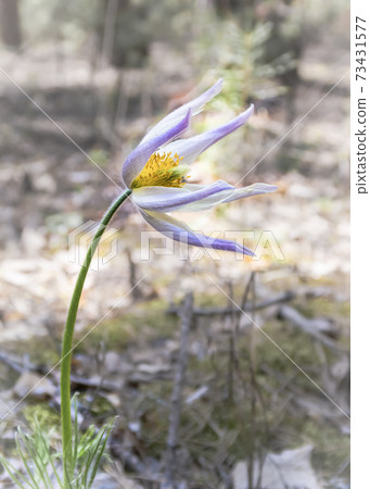 Anemone Patens flower in the forest 73431577