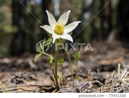 Anemone Patens flower in the forest 73431580