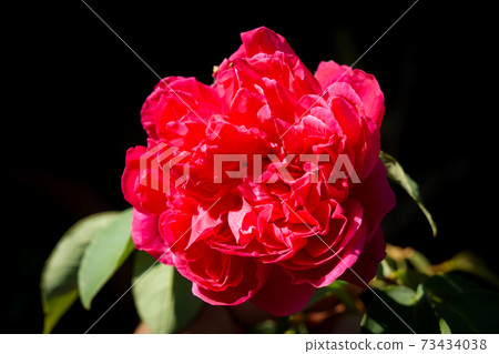 Photos of roses in the garden Photos of roses in the garden 73434038