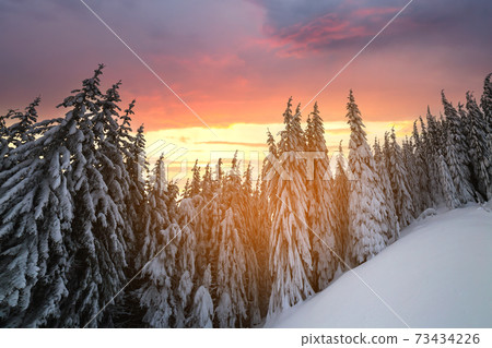Beautiful winter mountain landscape. Tall spruce trees covered with snow in winter forest and cloudy sky background. Beautiful winter mountain landscape. Tall spruce trees covered with snow in winter forest and cloudy sky background. 73434226