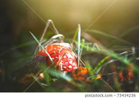 Red fly agaric fungus poisonous mushroom growing in autumn forest. Red fly agaric fungus poisonous mushroom growing in autumn forest. 73434236