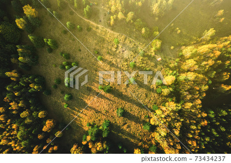 Top down aerial view of bright green spruce and yellow autumn trees in fall forest. Top down aerial view of bright green spruce and yellow autumn trees in fall forest. 73434237