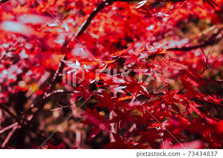 Red autumn leaves 73434837