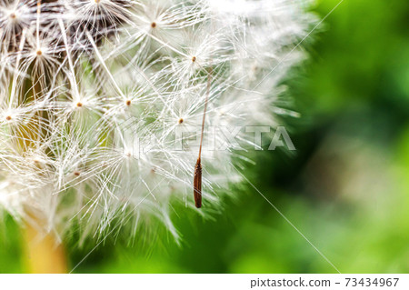 Dandelion seeds blowing in wind in summer field background. Change growth movement and direction concept. Inspirational natural floral spring or summer garden or park. Ecology nature landscape. 73434967