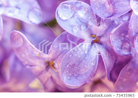 Beautiful smell violet purple lilac blossom flowers in spring time. Close up macro twigs of lilac with rain drops. Inspirational natural floral blooming garden or park. Ecology nature landscape. Beautiful smell violet purple lilac blossom flowers in spring time. Close up macro twigs of lilac with rain drops. Inspirational natural floral blooming garden or park. Ecology nature landscape. 73435965