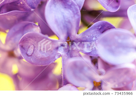 Beautiful smell violet purple lilac blossom flowers in spring time. Close up macro twigs of lilac with rain drops. Inspirational natural floral blooming garden or park. Ecology nature landscape. Beautiful smell violet purple lilac blossom flowers in spring time. Close up macro twigs of lilac with rain drops. Inspirational natural floral blooming garden or park. Ecology nature landscape. 73435966