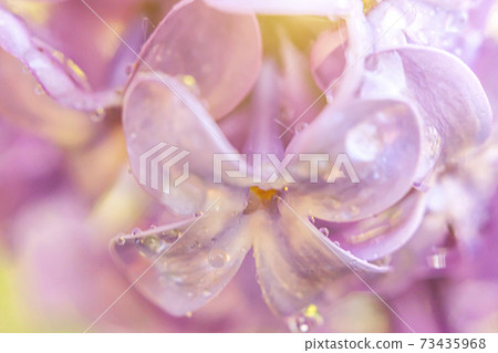 Beautiful smell violet purple lilac blossom flowers in spring time. Close up macro twigs of lilac with rain drops. Inspirational natural floral blooming garden or park. Ecology nature landscape. 73435968