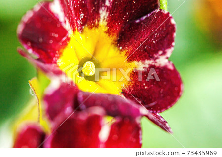 Beautiful wild Primrose Primula blossom flowers in spring time. Close up macro red flowers, selective focus, blurred bokeh background. Inspirational natural floral blooming summer garden or park. Beautiful wild Primrose Primula blossom flowers in spring time. Close up macro red flowers, selective focus, blurred bokeh background. Inspirational natural floral blooming summer garden or park. 73435969