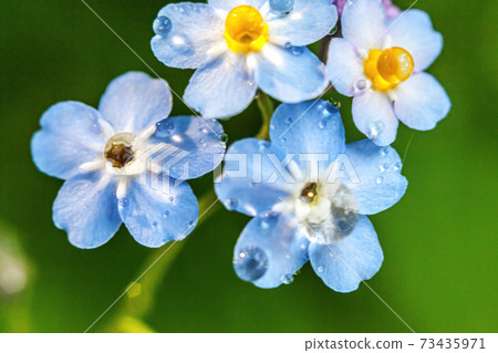 Beautiful wild forget-me-not Myosotis flower blossom flowers in spring time. Close up macro blue flowers with rain drops, selective focus. Inspirational natural floral blooming summer garden or park. Beautiful wild forget-me-not Myosotis flower blossom flowers in spring time. Close up macro blue flowers with rain drops, selective focus. Inspirational natural floral blooming summer garden or park. 73435971