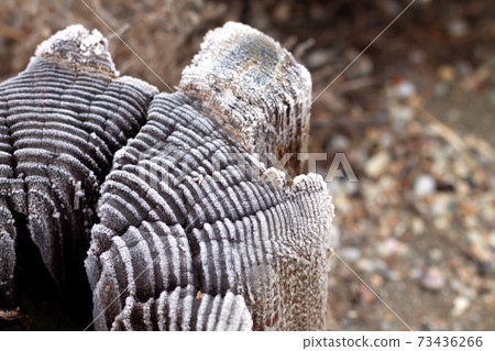Close-up of old tree stump with frost. Natural textured background 73436266