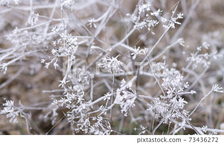 Frozen grass, frosty weather, fog and frost winter morning concept 73436272
