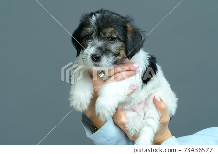 Small gentle puppy in the hands of a young woman 73436577