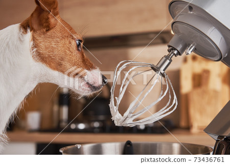 Dog licking food processor whisk in kitchen 73436761