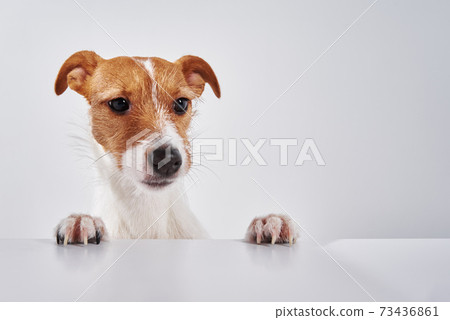 Jack Russell terrier dog with paws on table. Portrait of cute dog 73436861