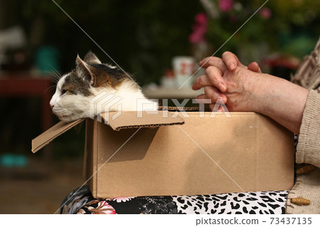 country funny cat in box on the lap with woman hands close up photo country funny cat in box on the lap with woman hands close up photo 73437135