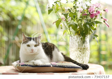 country funny cat outdoor closeup photo relaxing on patchwork pillow country funny cat outdoor closeup photo relaxing on patchwork pillow 73437137