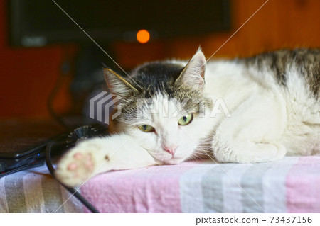 funny cat lay on table working place with computer monitor on the background funny cat lay on table working place with computer monitor on the background 73437156