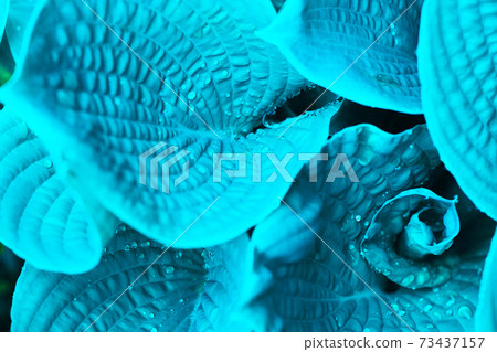 blue big plant leafs with rain drops texture close up photo blue big plant leafs with rain drops texture close up photo 73437157