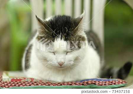 country funny cat outdoor closeup photo relaxing on patchwork pillow country funny cat outdoor closeup photo relaxing on patchwork pillow 73437158