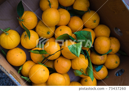 Fresh mandarin oranges fruit or tangerines with leaves, as background Fresh mandarin oranges fruit or tangerines with leaves, as background 73437260